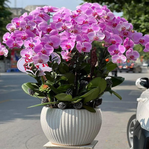 Chậu lan hồ điệp 1